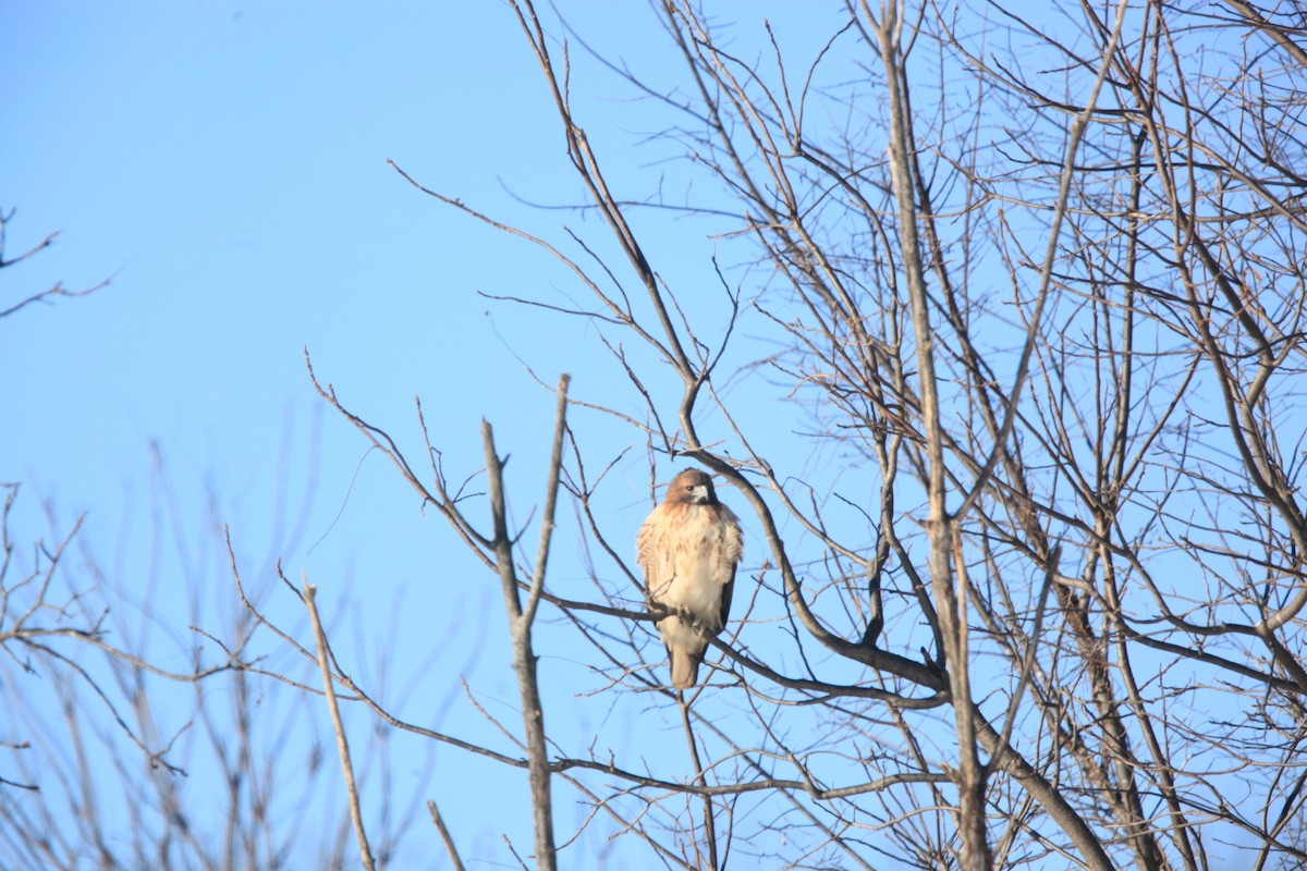 Red-tailed Hawk - ML646429171