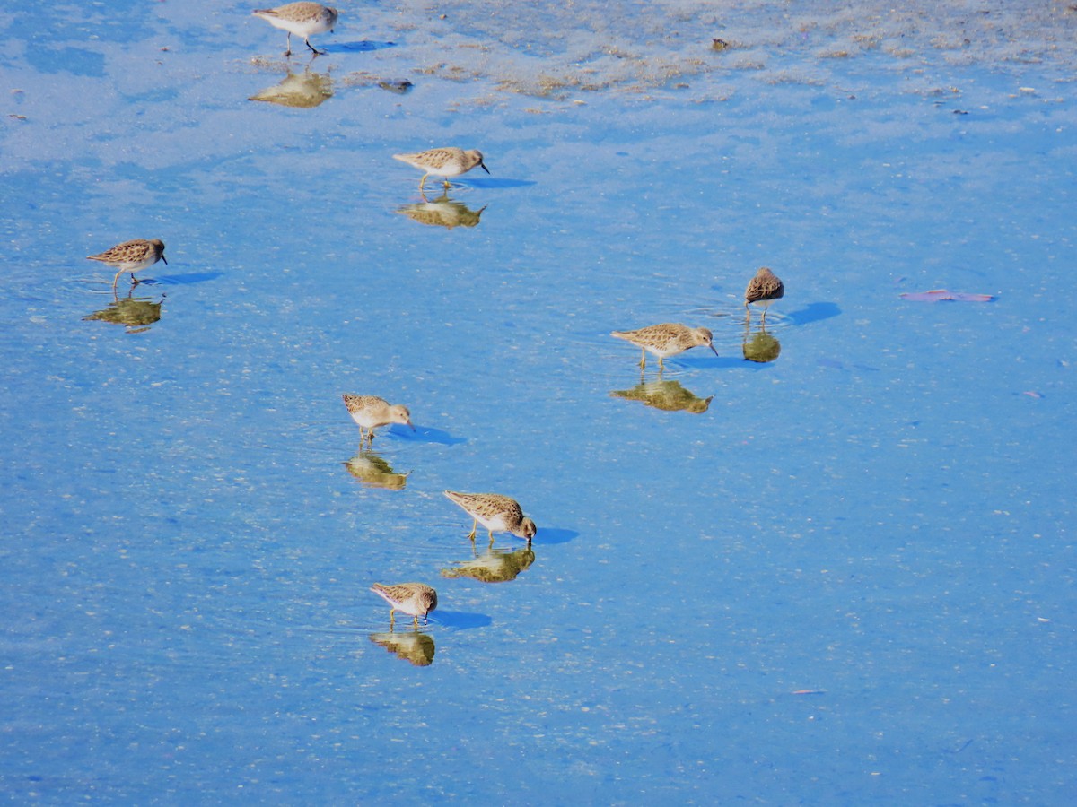 Least Sandpiper - ML646429175