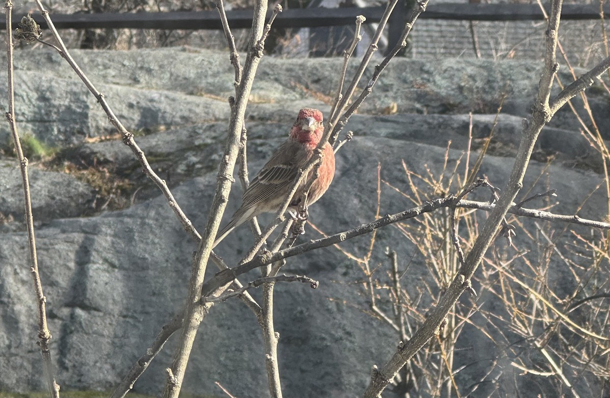 House Finch - ML646429177
