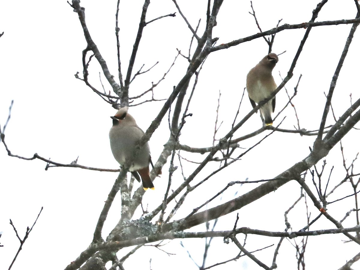 Bohemian Waxwing - ML646429178