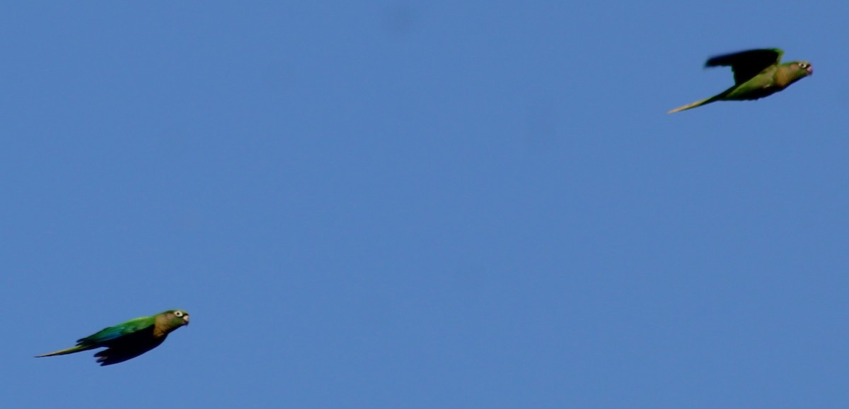 Maroon-bellied Parakeet - ML646429181