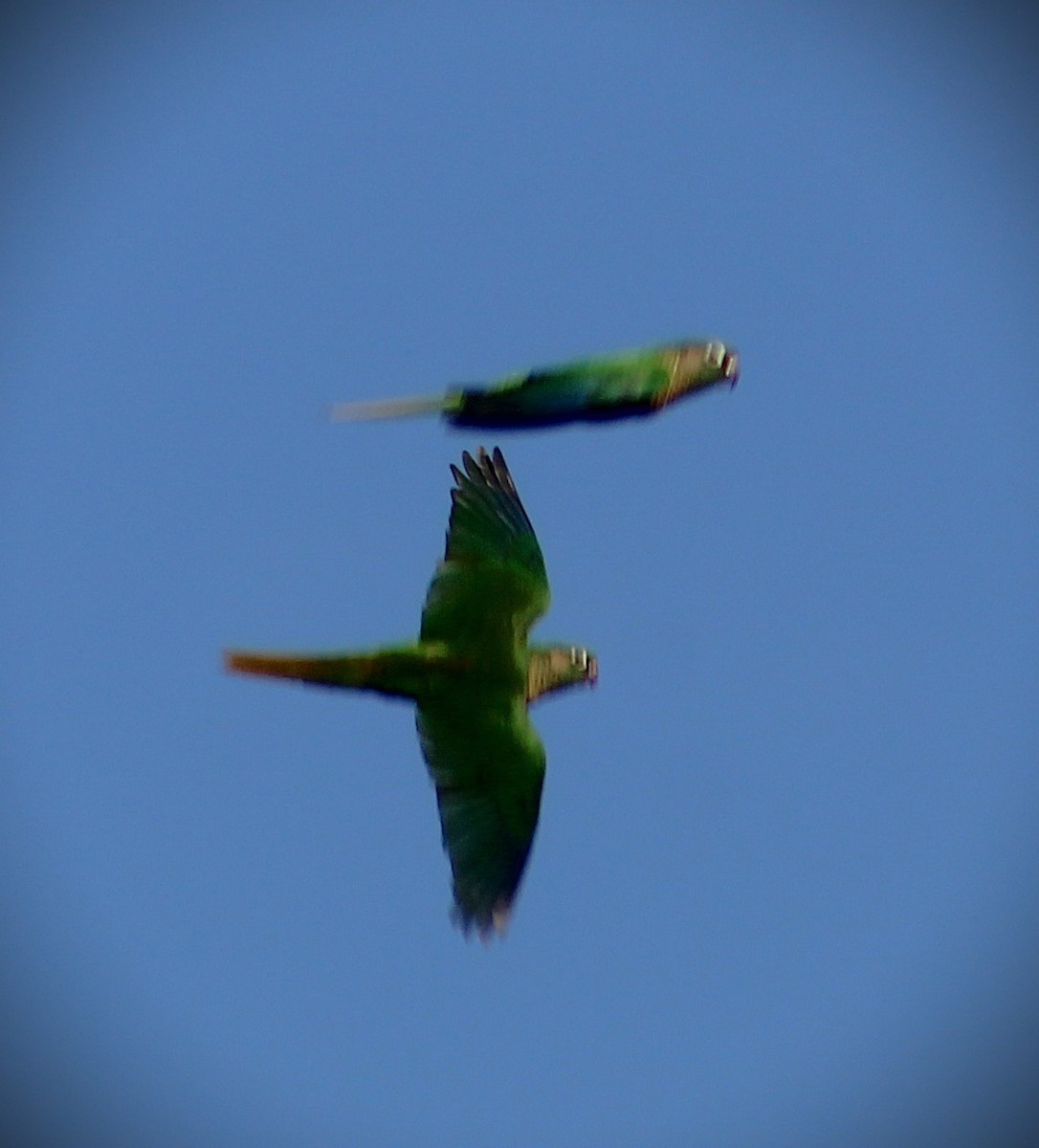 Maroon-bellied Parakeet - ML646429182