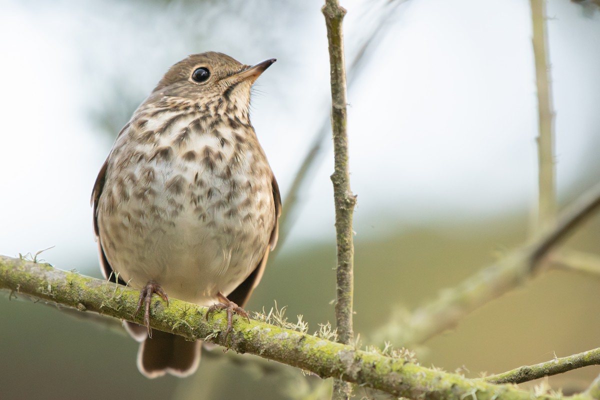 Hermit Thrush - ML646429183