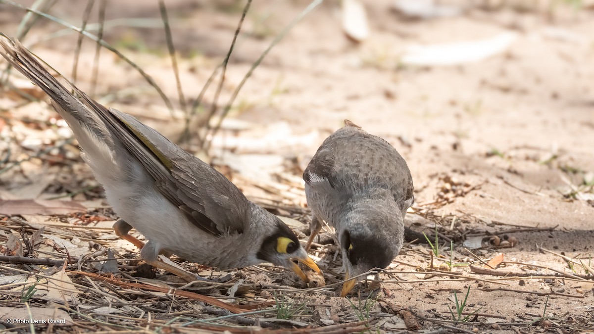 Noisy Miner - ML646429184