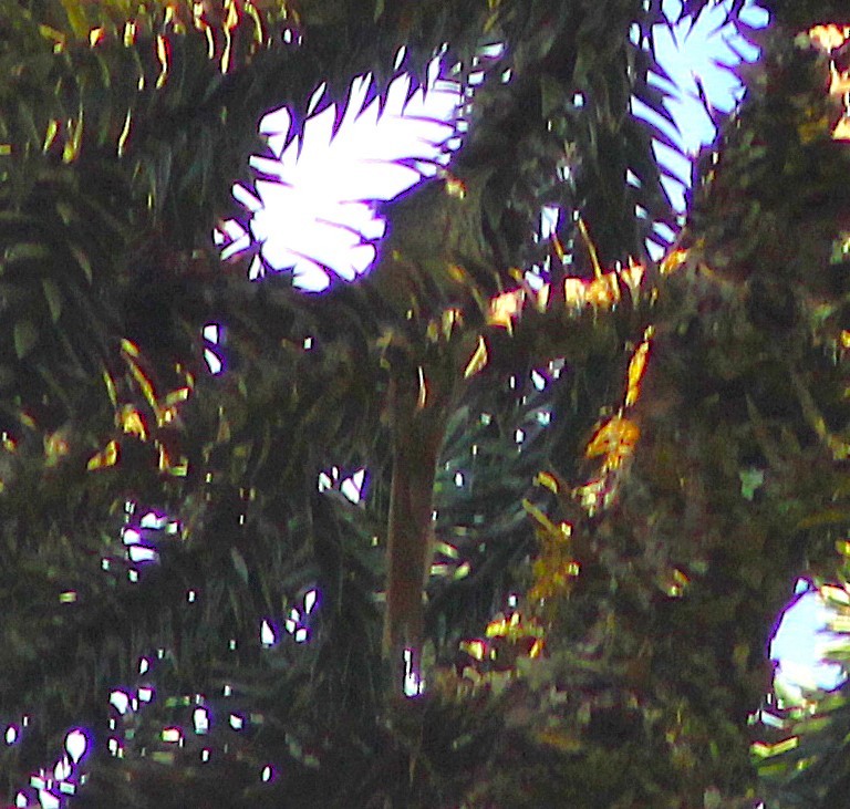 Araucaria Tit-Spinetail - ML646429186
