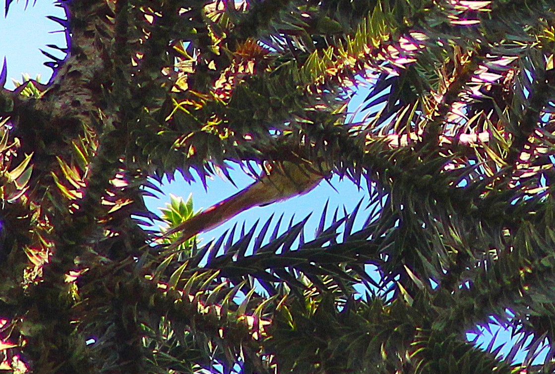 Araucaria Tit-Spinetail - ML646429187