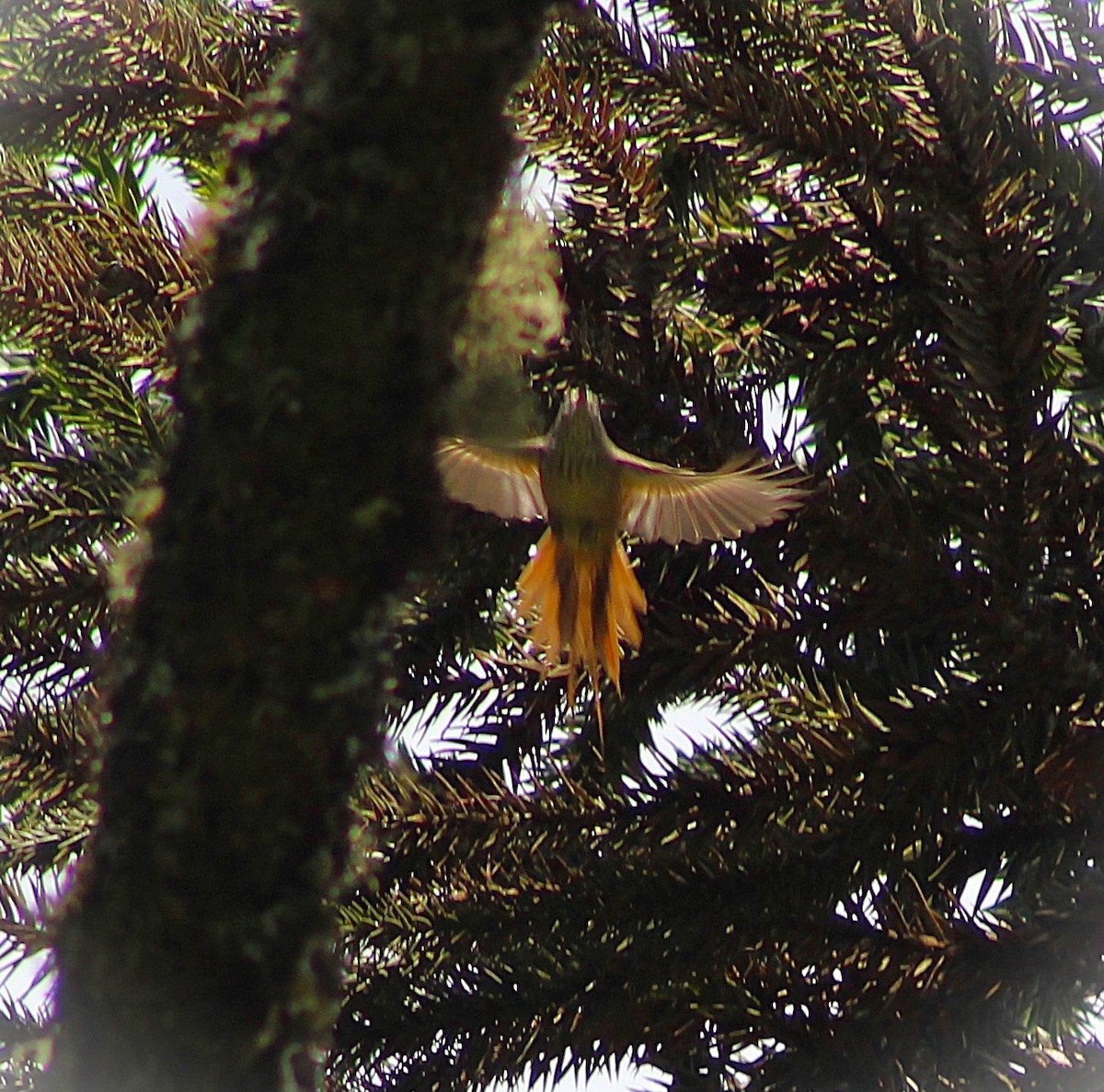 Araucaria Tit-Spinetail - ML646429188