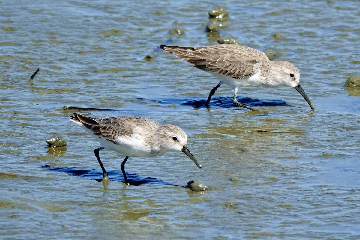 Alaska Kumkuşu - ML646429195