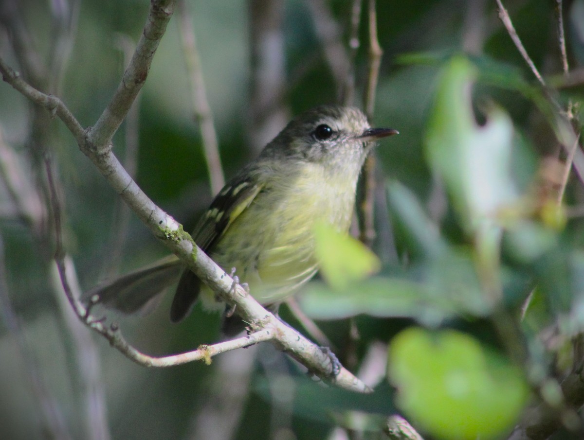 Mottle-cheeked Tyrannulet - ML646429197