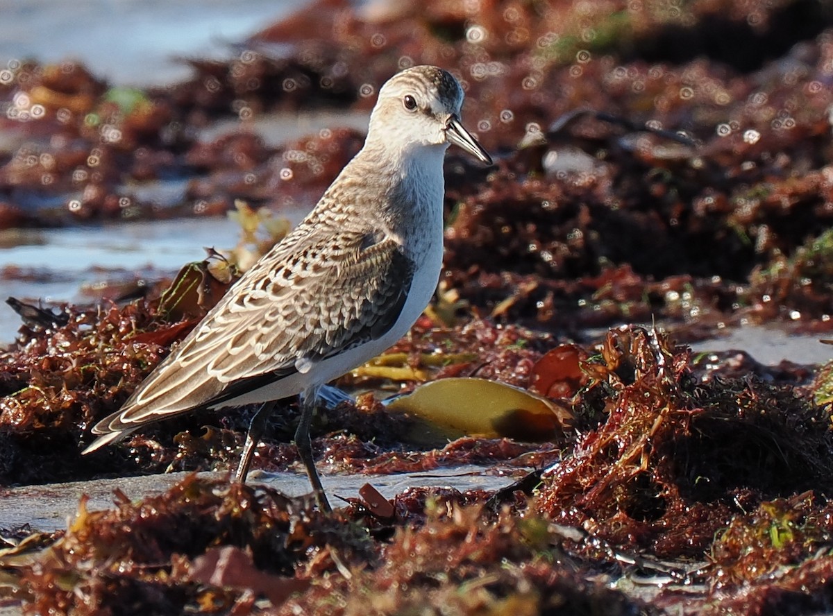 Txirri erdipalmatua - ML646429203