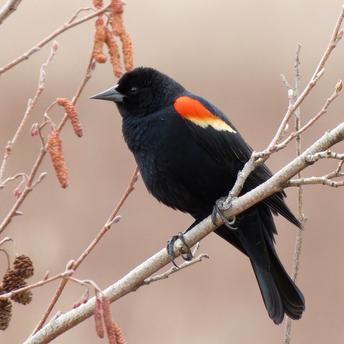 Red-winged Blackbird - ML646429204