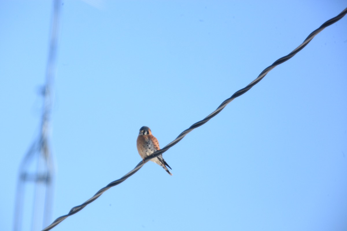 American Kestrel - ML646429206