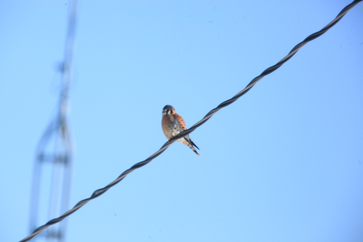 American Kestrel - ML646429207