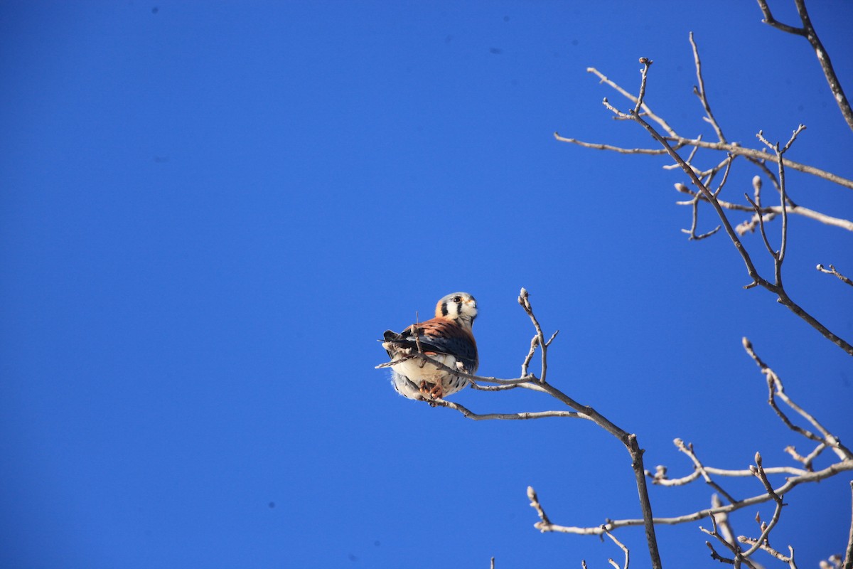 American Kestrel - ML646429209