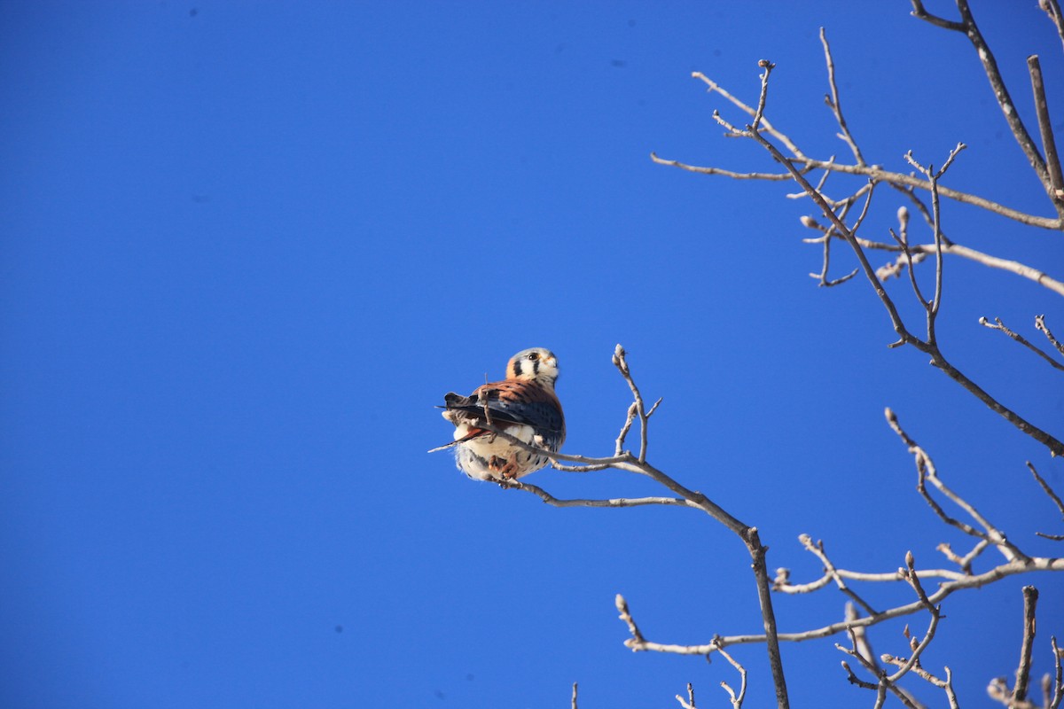 Cernícalo Americano - ML646429210