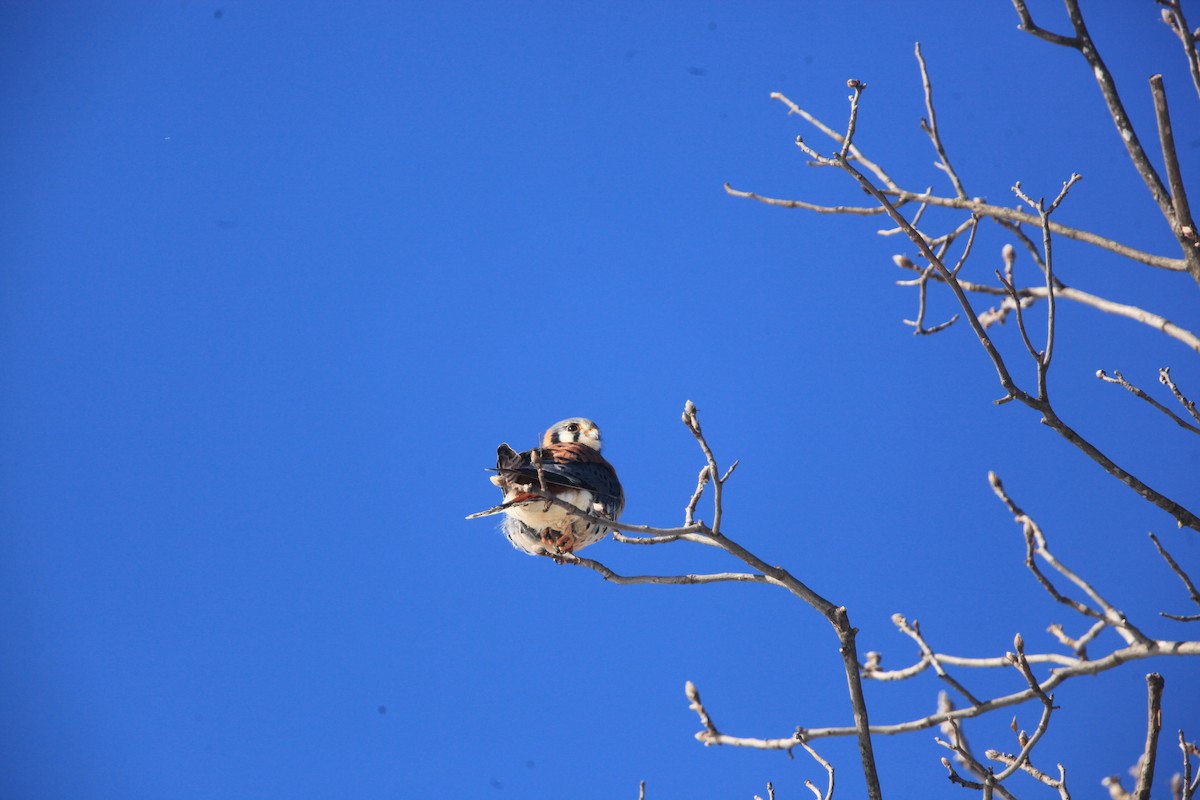 American Kestrel - ML646429211