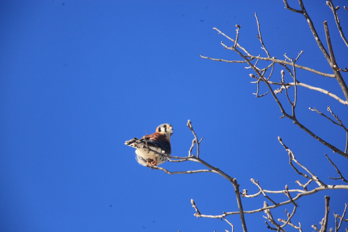 Cernícalo Americano - ML646429212