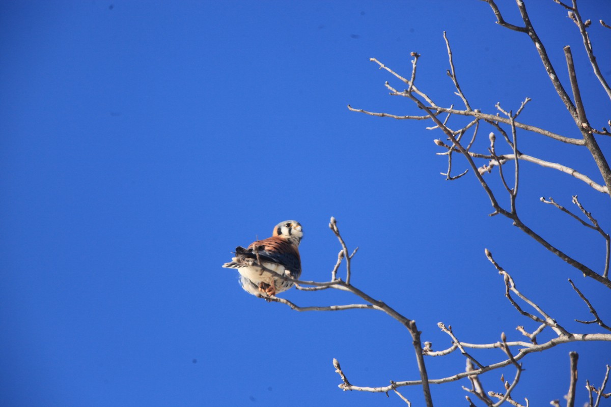 American Kestrel - ML646429213
