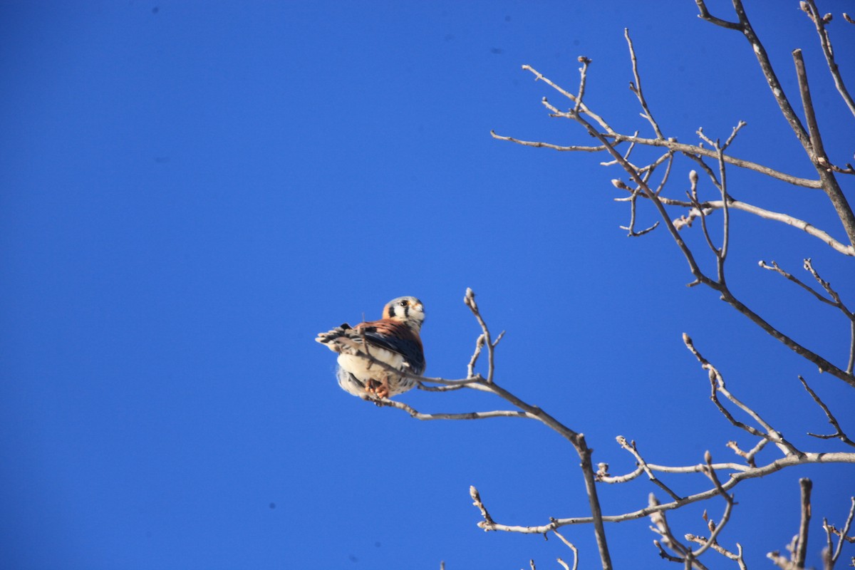 American Kestrel - ML646429214