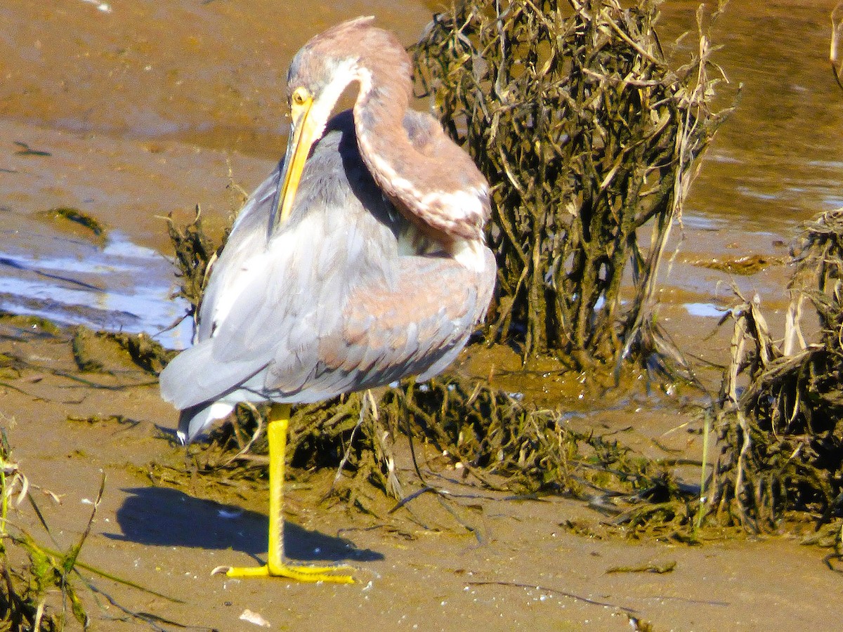 Koartzatxo hirukolorea - ML646429215