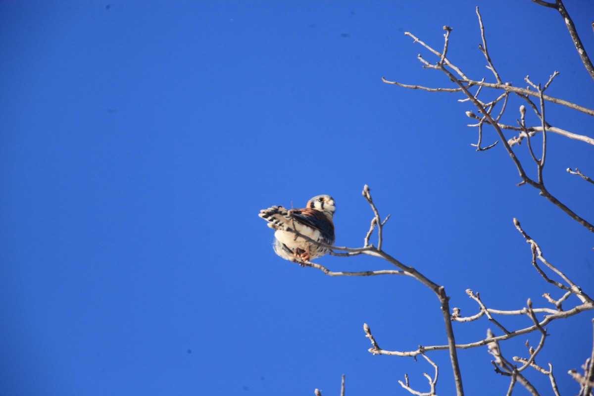 Cernícalo Americano - ML646429216