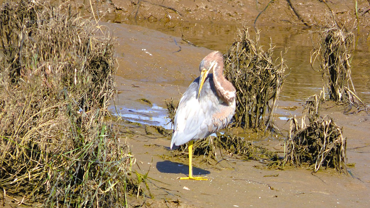 Koartzatxo hirukolorea - ML646429217