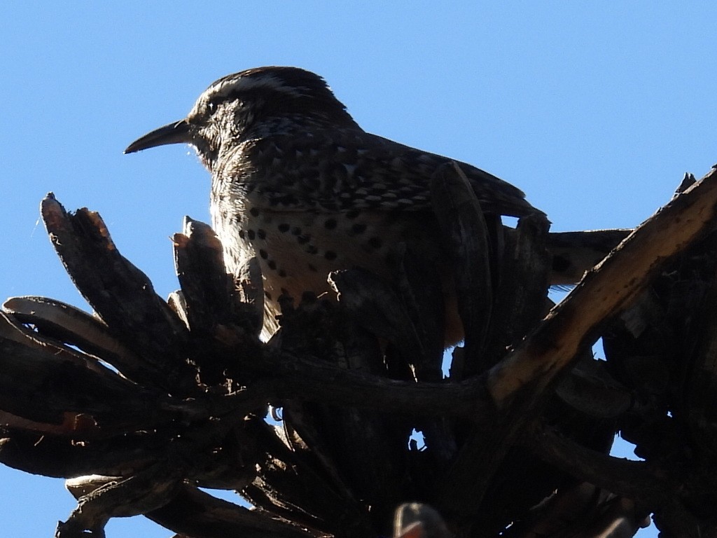 Cactus Wren - ML646429218