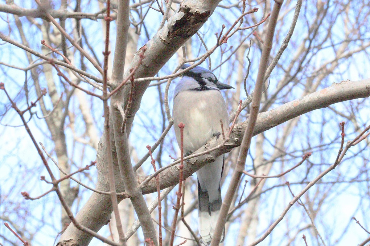 Blue Jay - ML646429219