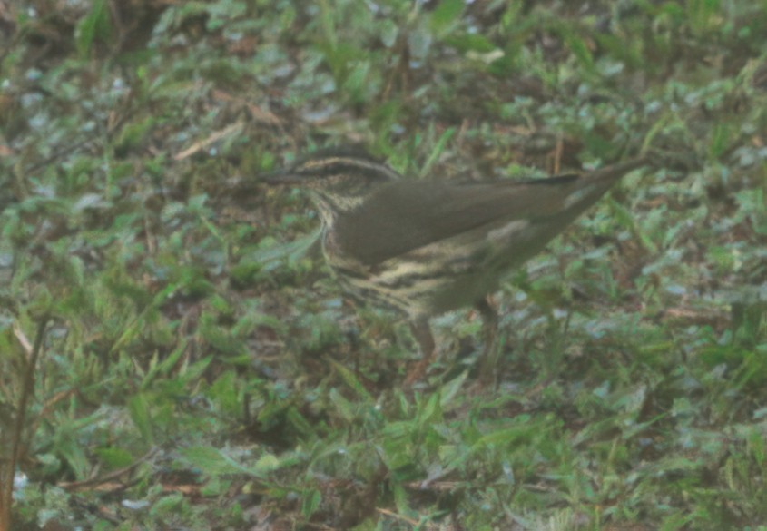 Drosselwaldsänger - ML646429220