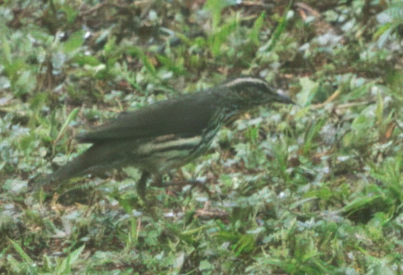 Drosselwaldsänger - ML646429221