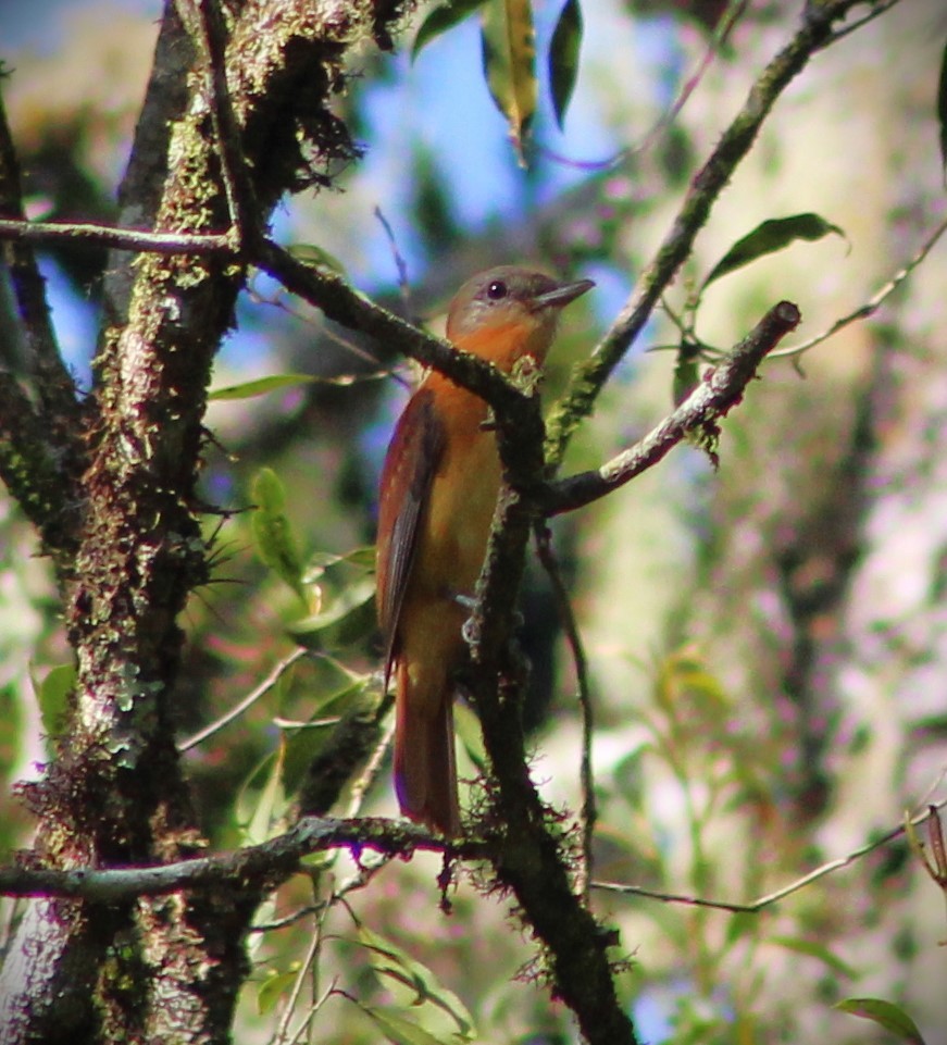 Rufous-tailed Attila - ML646429222