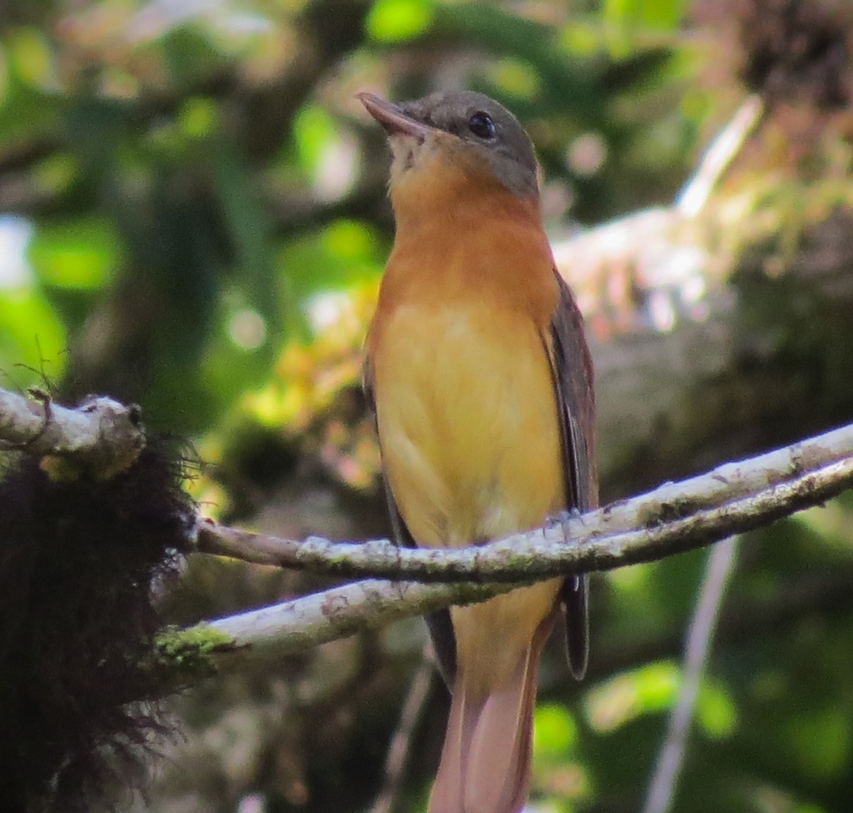 Rufous-tailed Attila - ML646429223