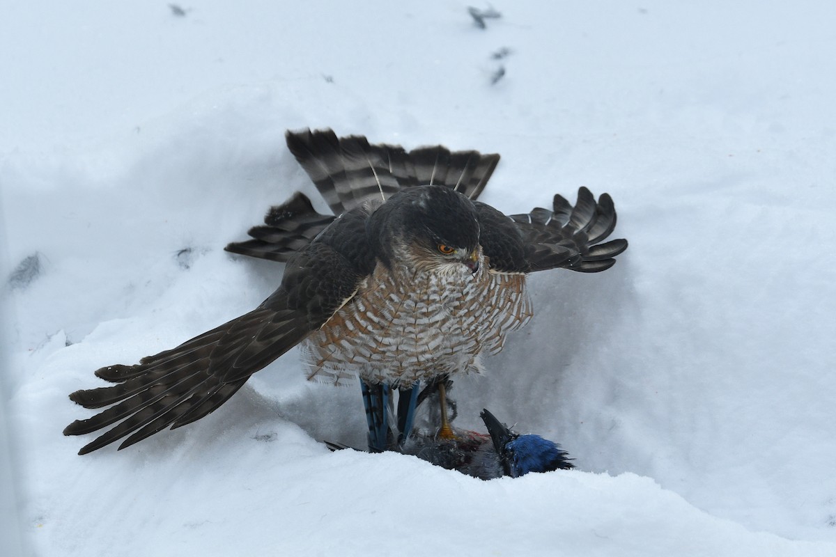 Американский перепелятник - ML646429224