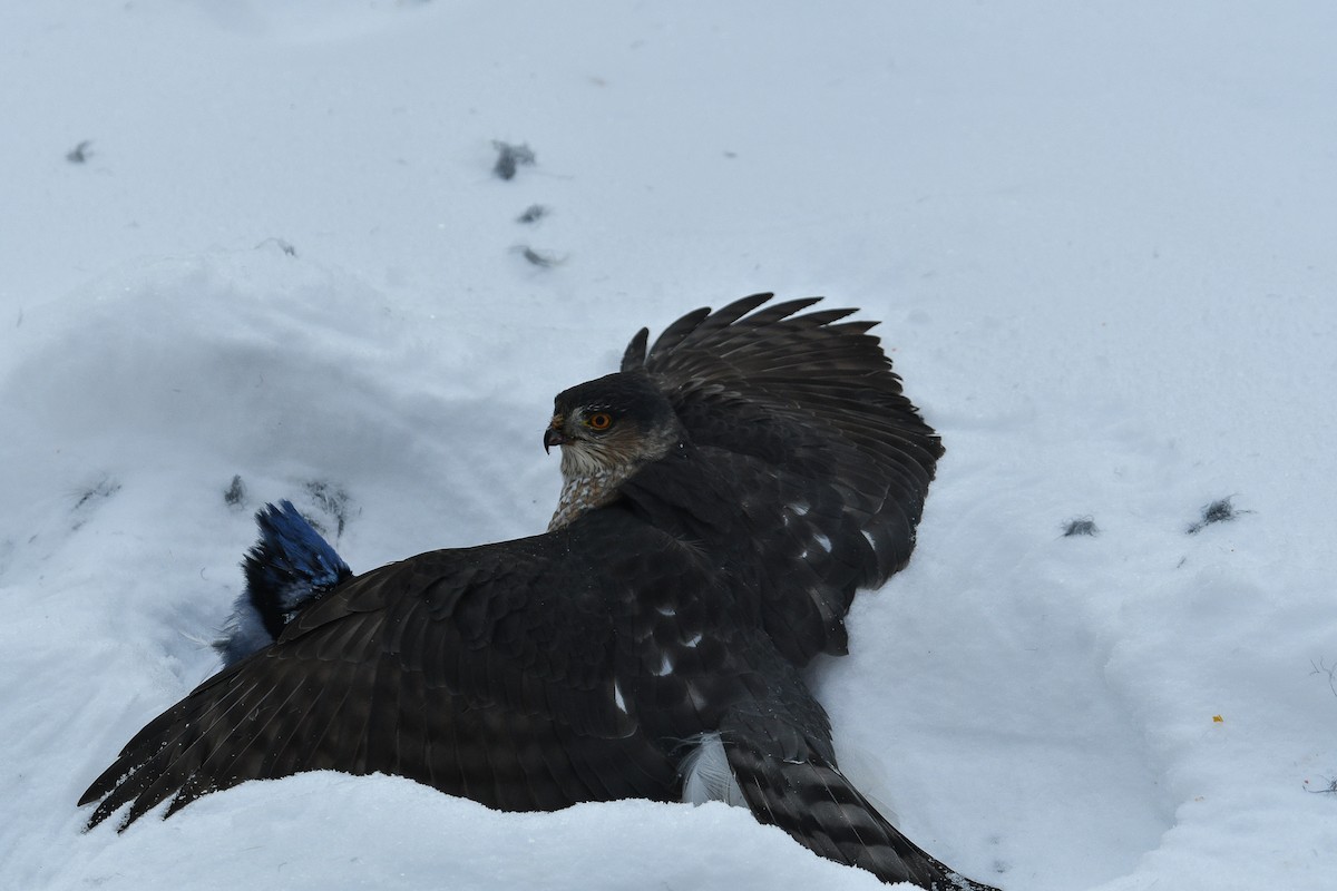 Американский перепелятник - ML646429225