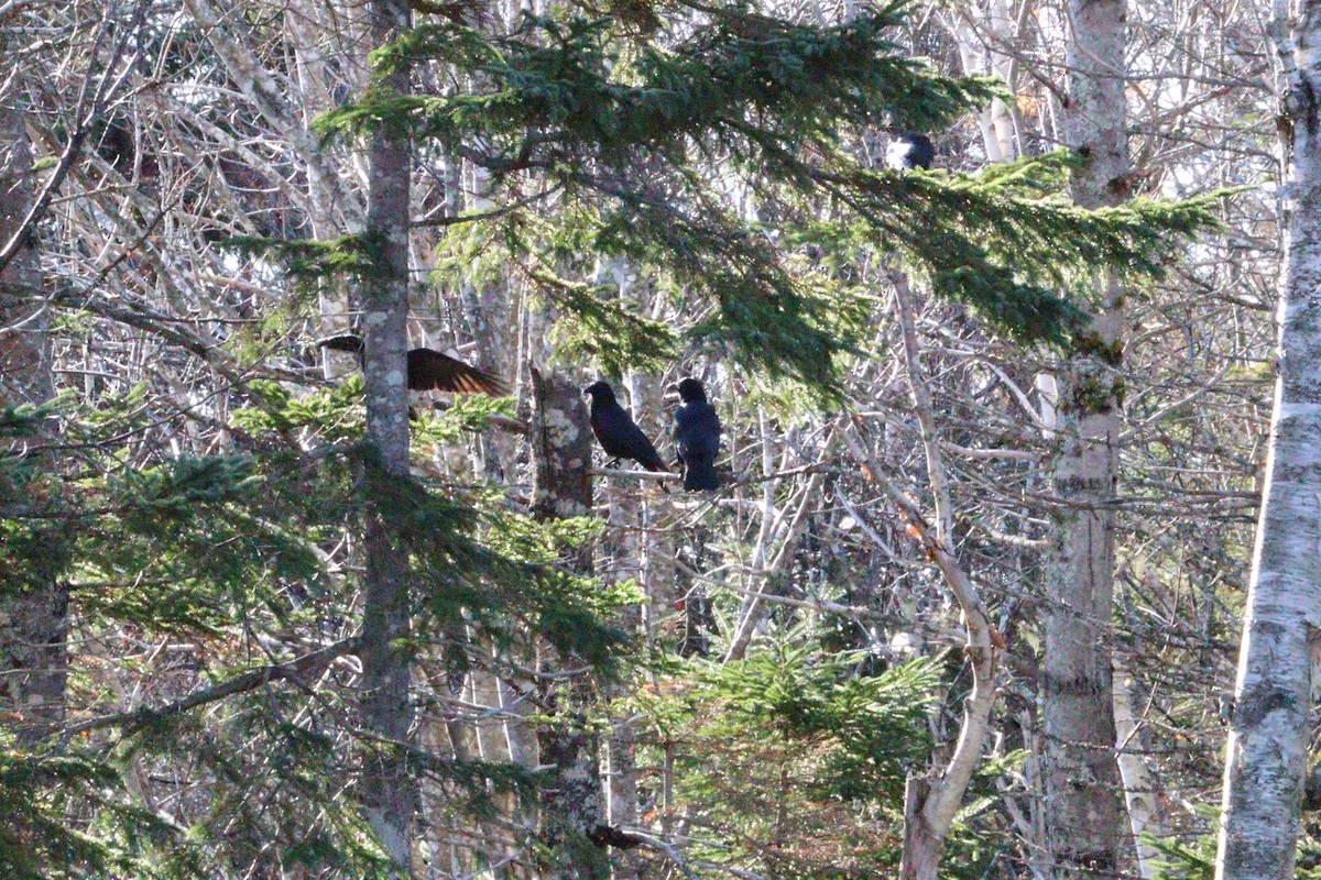 Cuervo Americano - ML646429226