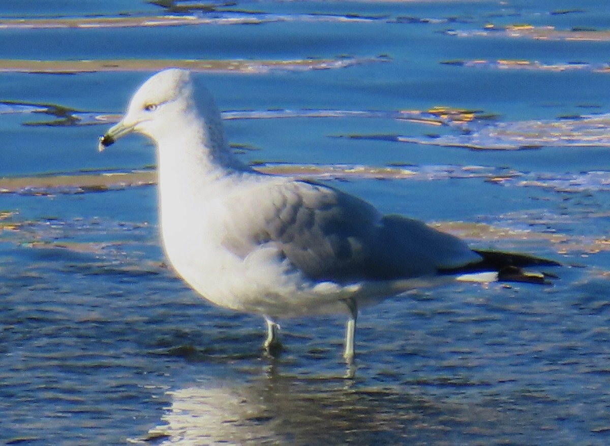 Ring-billed Gull - ML646429227
