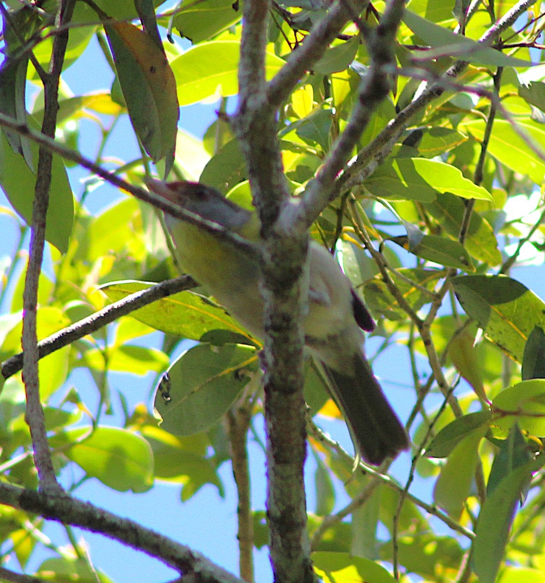 Vireón Cejirrufo - ML646429228