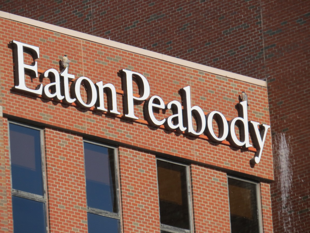 Halcón Peregrino - ML646429229