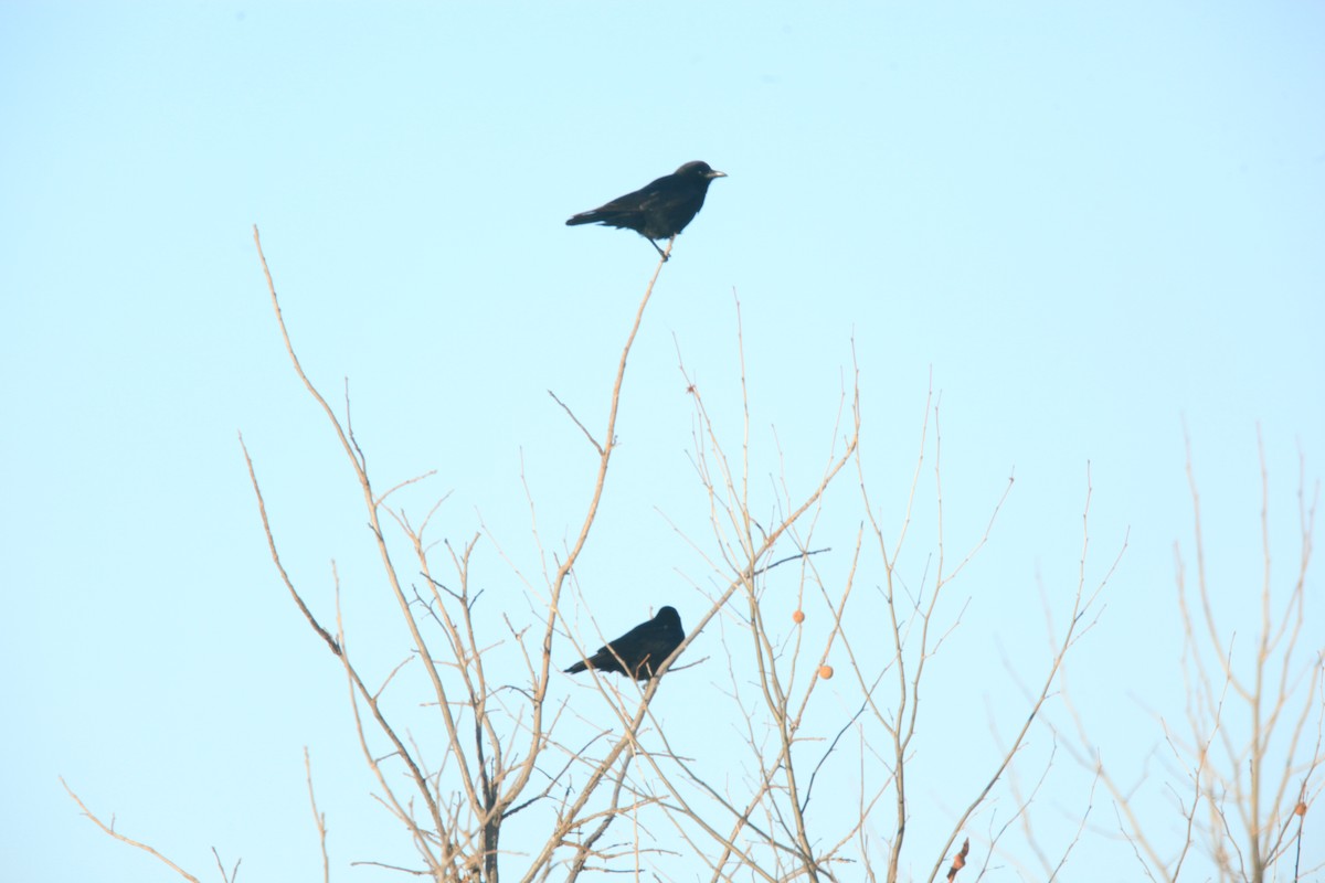 Cuervo Americano - ML646429234