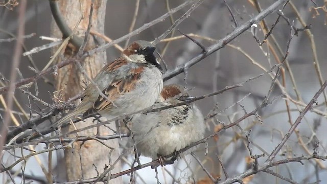 House Sparrow - ML646429235