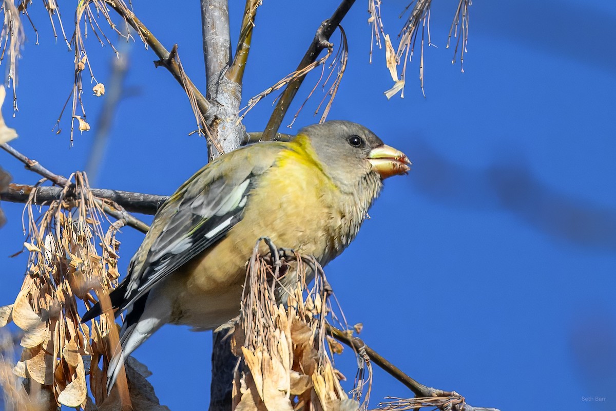 Evening Grosbeak - ML646429236