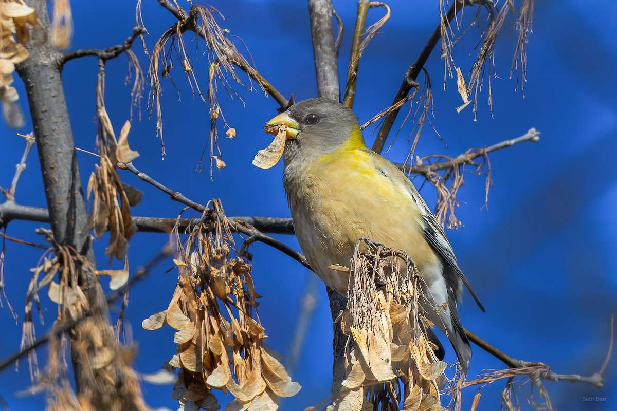 Evening Grosbeak - ML646429237