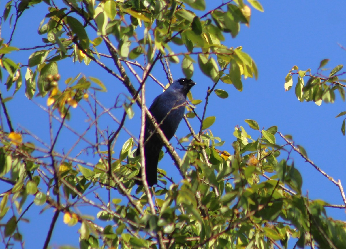 Tangara Diademada - ML646429238