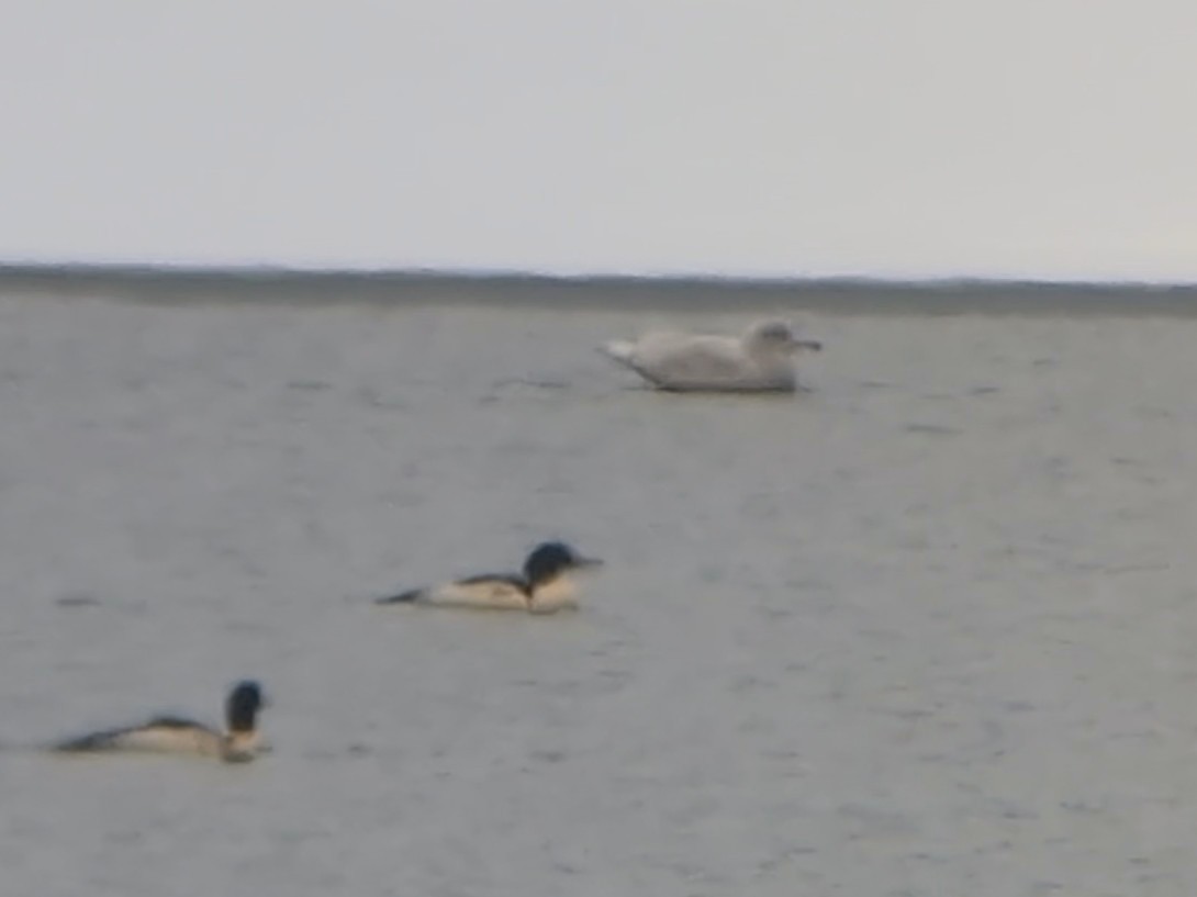 Мөсний цахлай - ML646429239