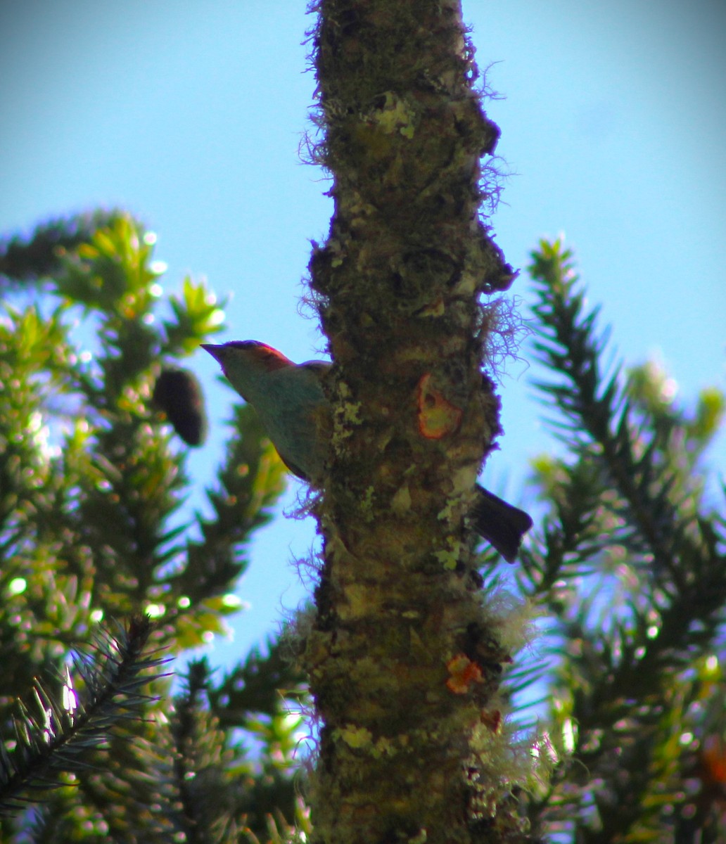 Tangara Preciosa - ML646429240