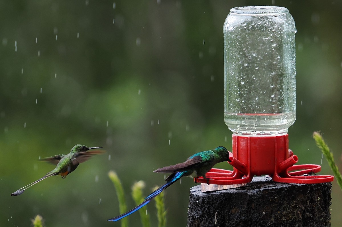 Colibrí de Raquetas Peruano - ML646429241
