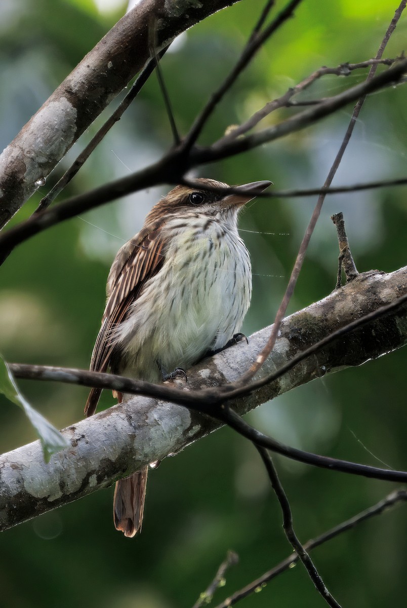 Bienteveo Rayado - ML646429242