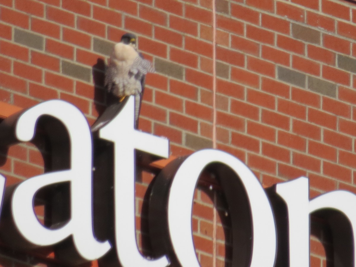 Halcón Peregrino - ML646429243