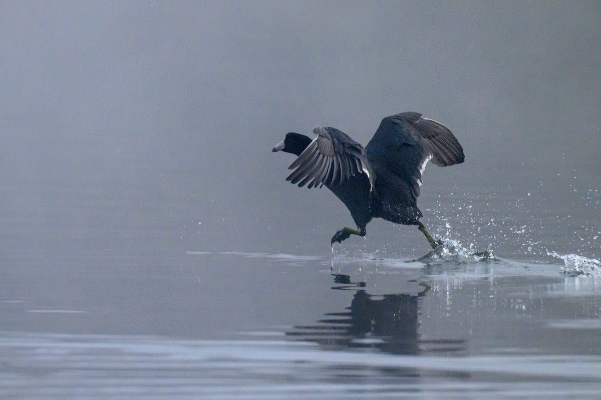 American Coot - ML646429244
