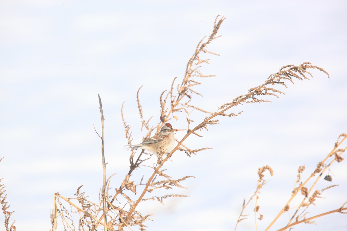 Chingolo Arbóreo - ML646429246